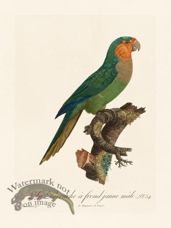 Barraband Parrot 034